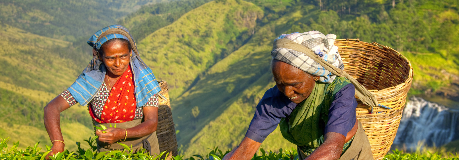 sri lanka - sri lanka_teplantage_kvinde_02