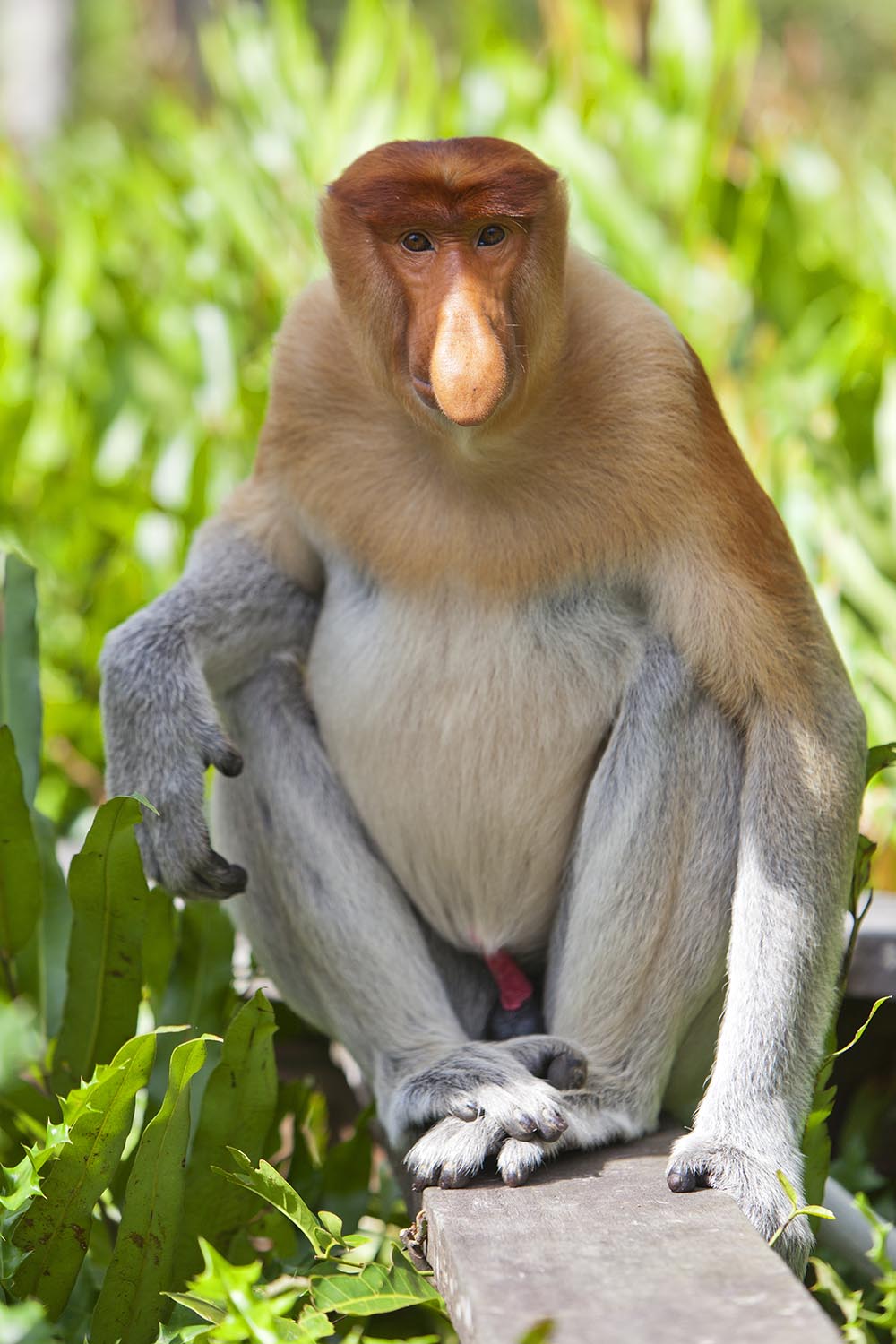 malaysia/borneo - borneo_naeseabe_01_hf