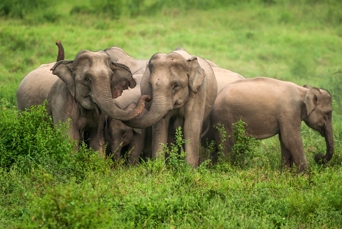 Hua Hin Kui Buri Nationalpark Baby Elefanter