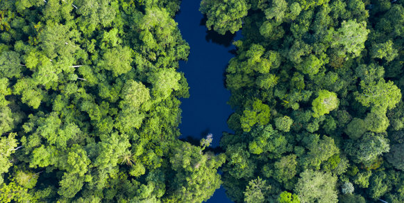 Vi skifter storbyen ud med junglen i Taman Negara.