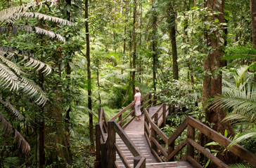australien - Daintree national park_03