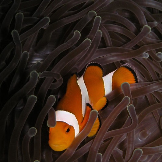 bali - amed_dykning_fisk_01_HF