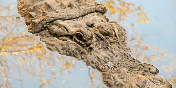 usa - florida_miami_everglades_aligator_01