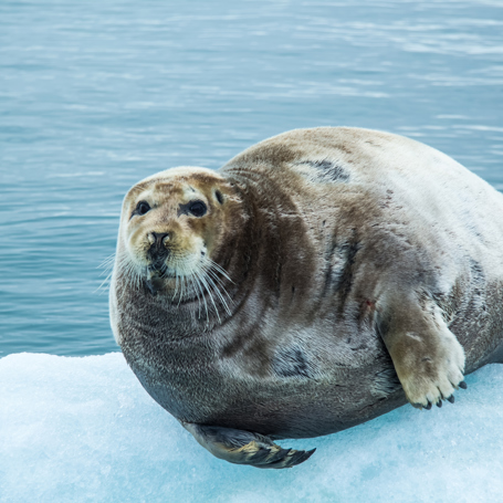 diskooen_sael paa isflage