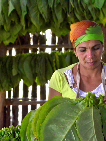 ... hvor bladene til "havaneserne" høstes.