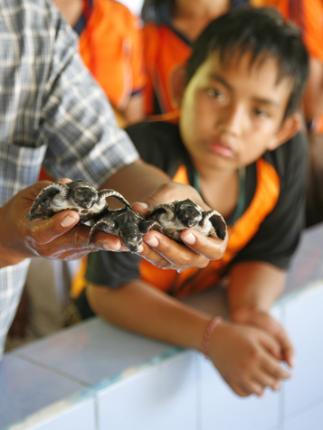 bali - bali_havskildpadde_08