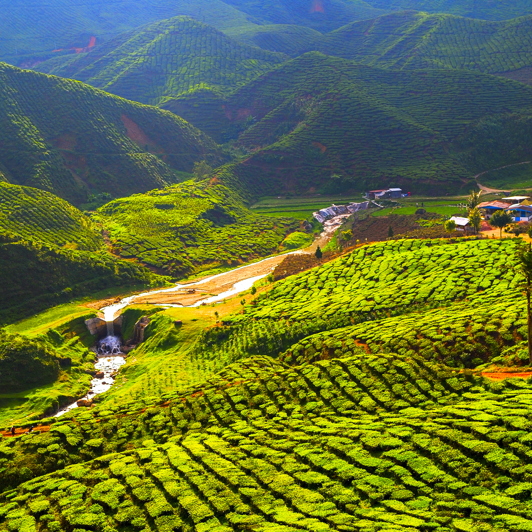 malaysia - cameron highlands_teplantage_06