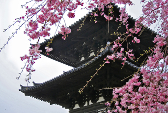japan - nara_tempel_sakura_kirsebaertrae_01_hf