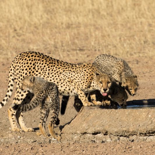 Kgalagadi Transfrontier Park 
