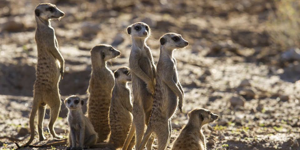 kalahari oerken_surikat_01