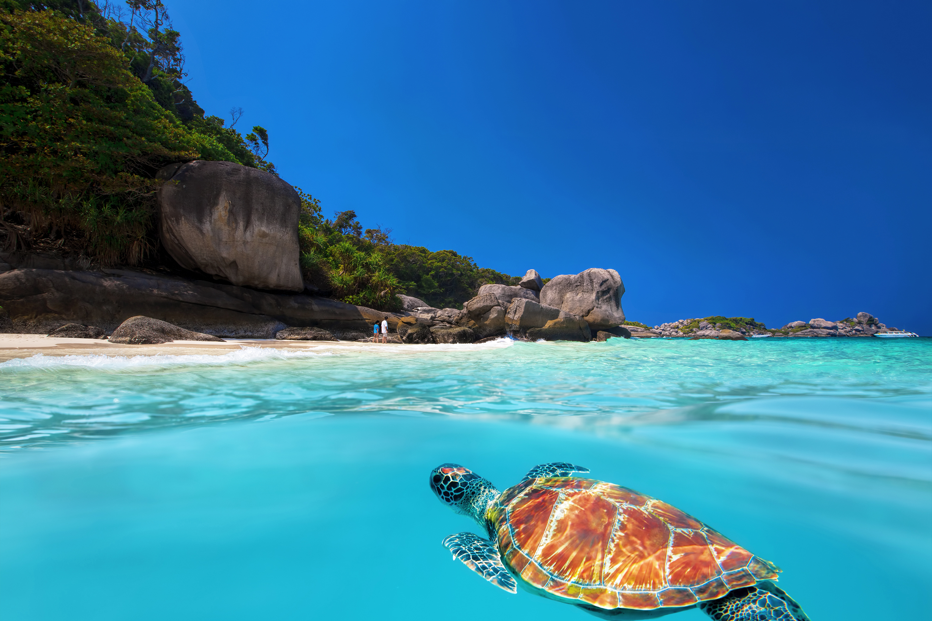 thailand - similan islands_skildpadde_01