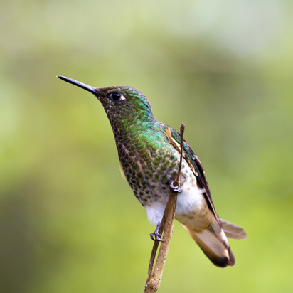 colombia - cocora dalen_kolibri_01