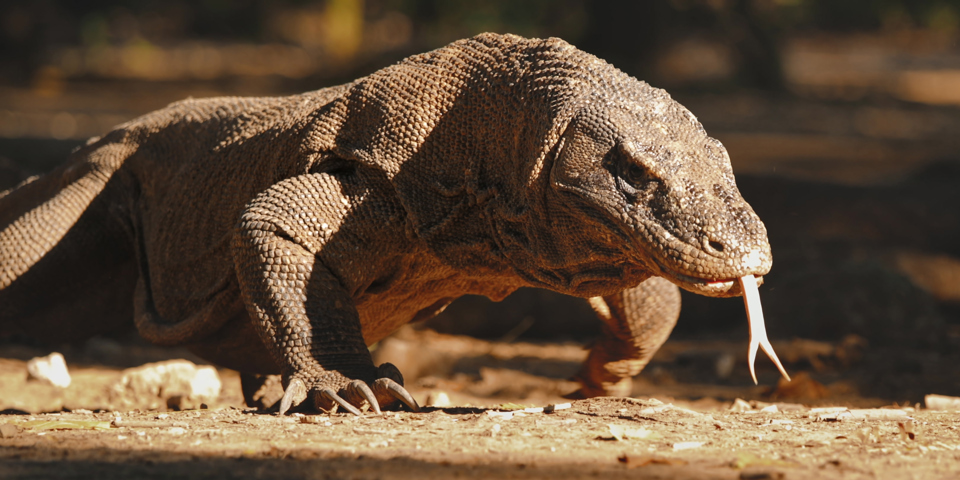 Komodo Varan 2634736737