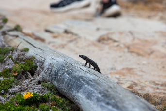 Sydafrika 2025 Cape Town 0963 Kap Håb gekko