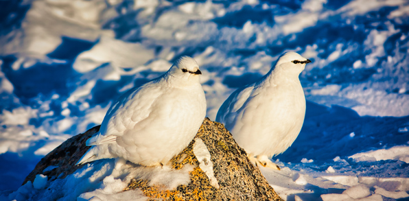 Greenland_arktiske fugle_01