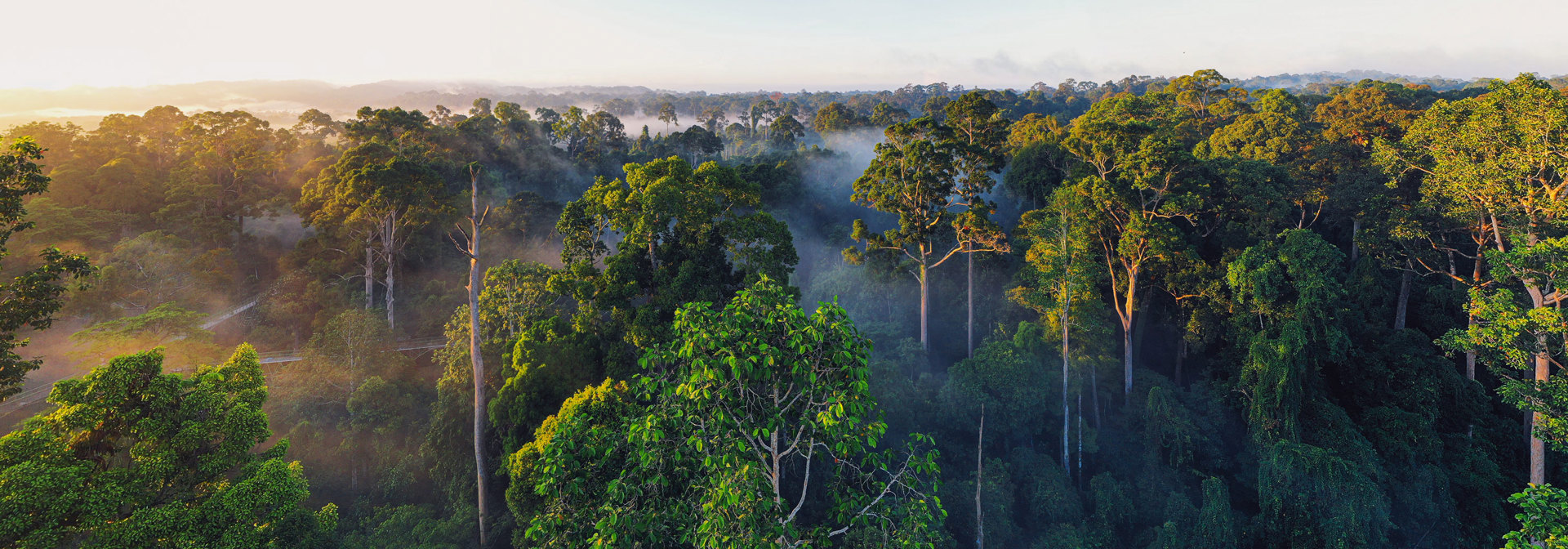 Borneo Sabah Regnskov 2009598773