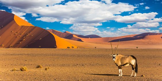 Sossusvlei Oryxantilope 730240606