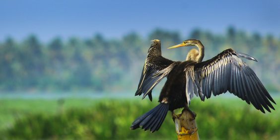 Kerala Backwaters Fugl 1327068833