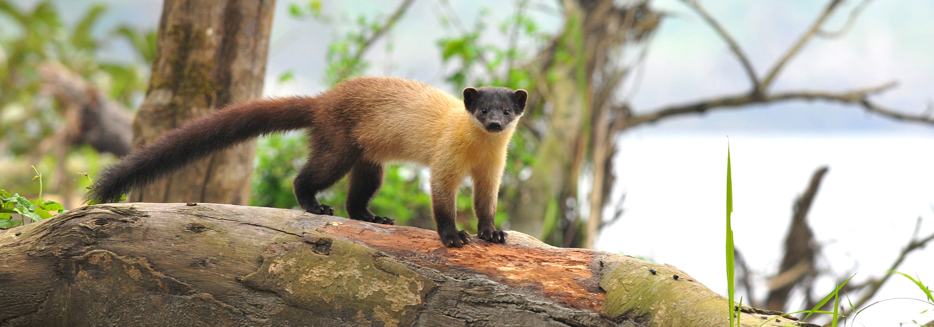 India Nameri National Park Yellow Throated Marten