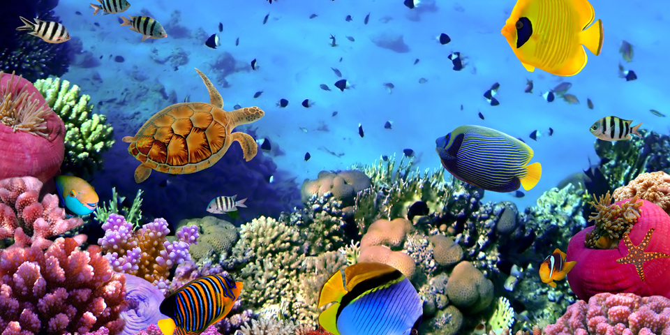 jordan - roede hav_02