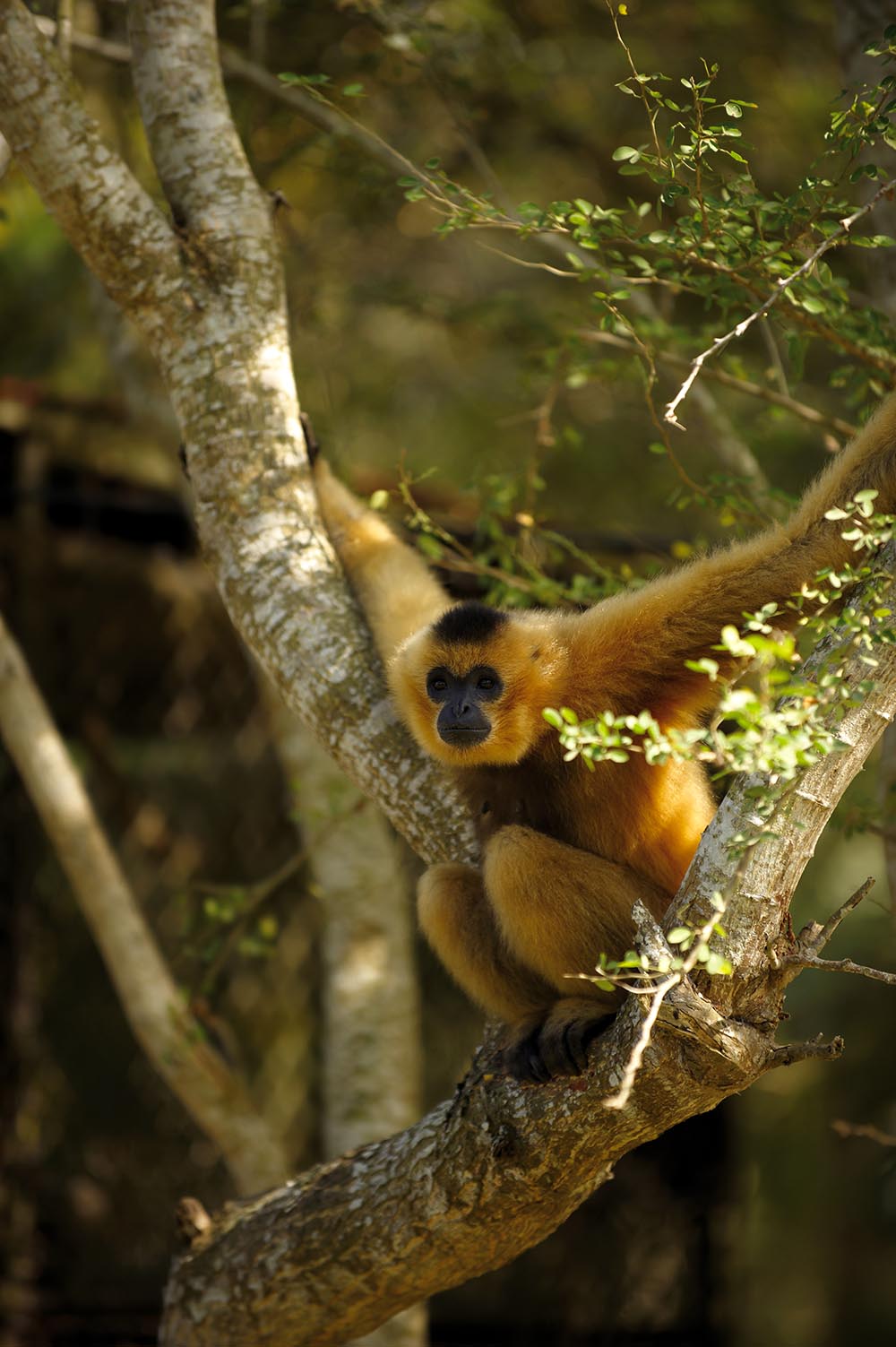 malaysia/borneo - borneo_gibbons abe_01_hf
