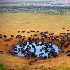 kenya_masai_mara_vandhul_01