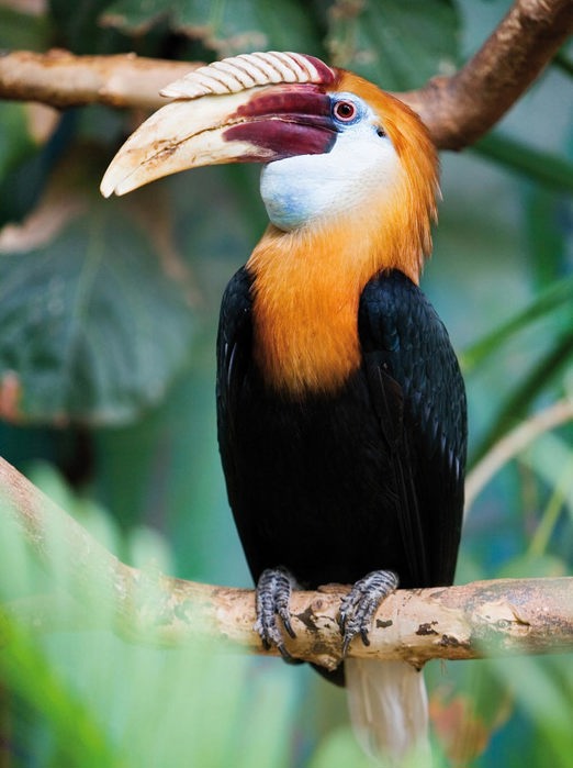 malaysia/borneo - borneo_næsehornsfugl_03_hf