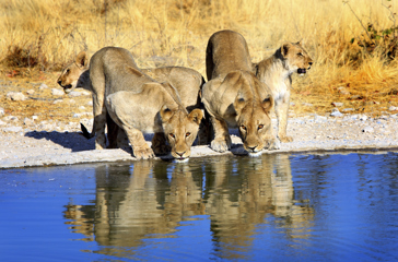 etosha_nationalpark_loeve_01