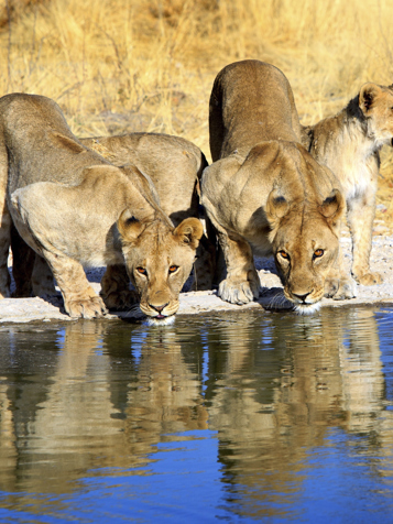 Løver i Etosha