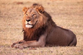 Chobe National Park Løve