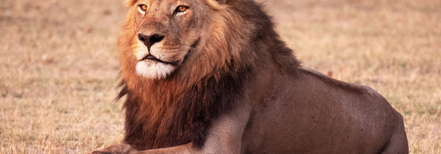 Chobe National Park Løve