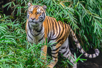 nepal - nepal_chitwan nationalpark_07