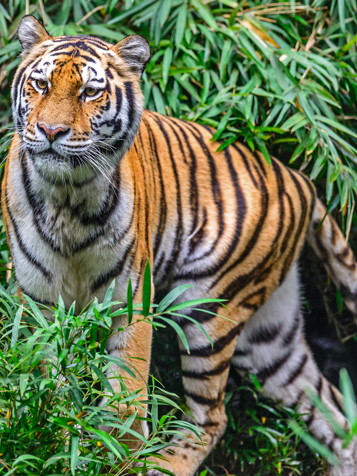 nepal - nepal_chitwan nationalpark_07