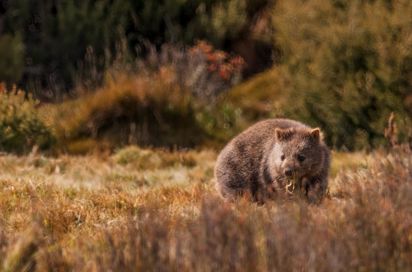 Australien Tasmanien Cradle Mountain Wombat Spiser