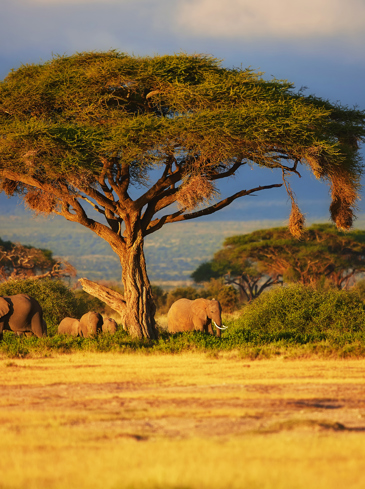kenya_masai_mara_elefant_02