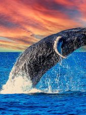 Costa Rica Marino Ballena Nationalepark Hval