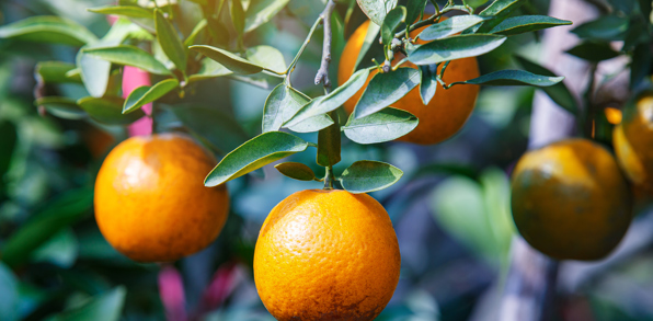 Chiang Mai Appelsiner1657831522