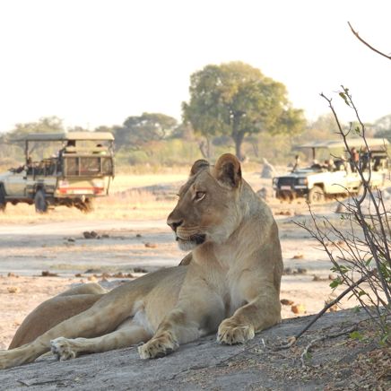 Zimbabwe Hwange National Park Løvinde Forgrund Safarijeeps Baggrund