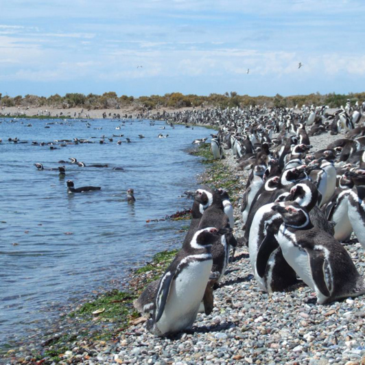 Masser af pingviner.