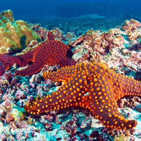 galapagos_soestjerne_01