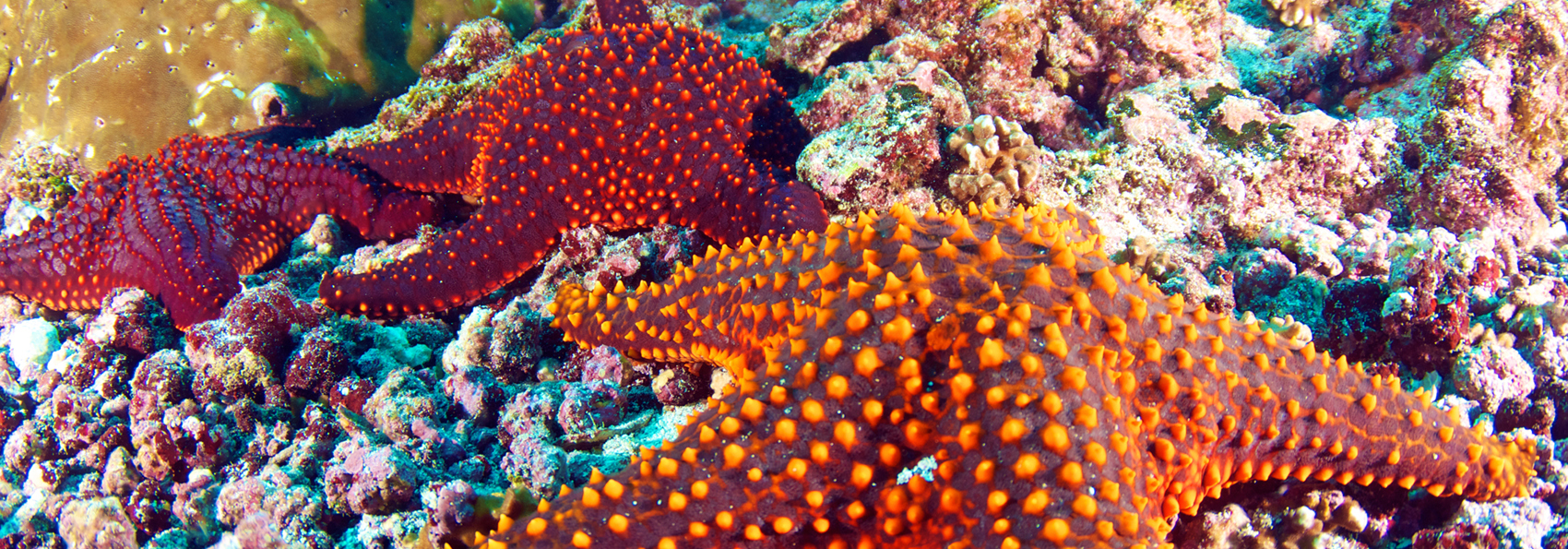 galapagos_soestjerne_01