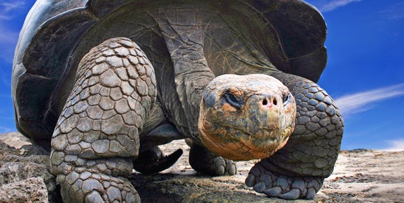 galapagos_skildpadde_06
