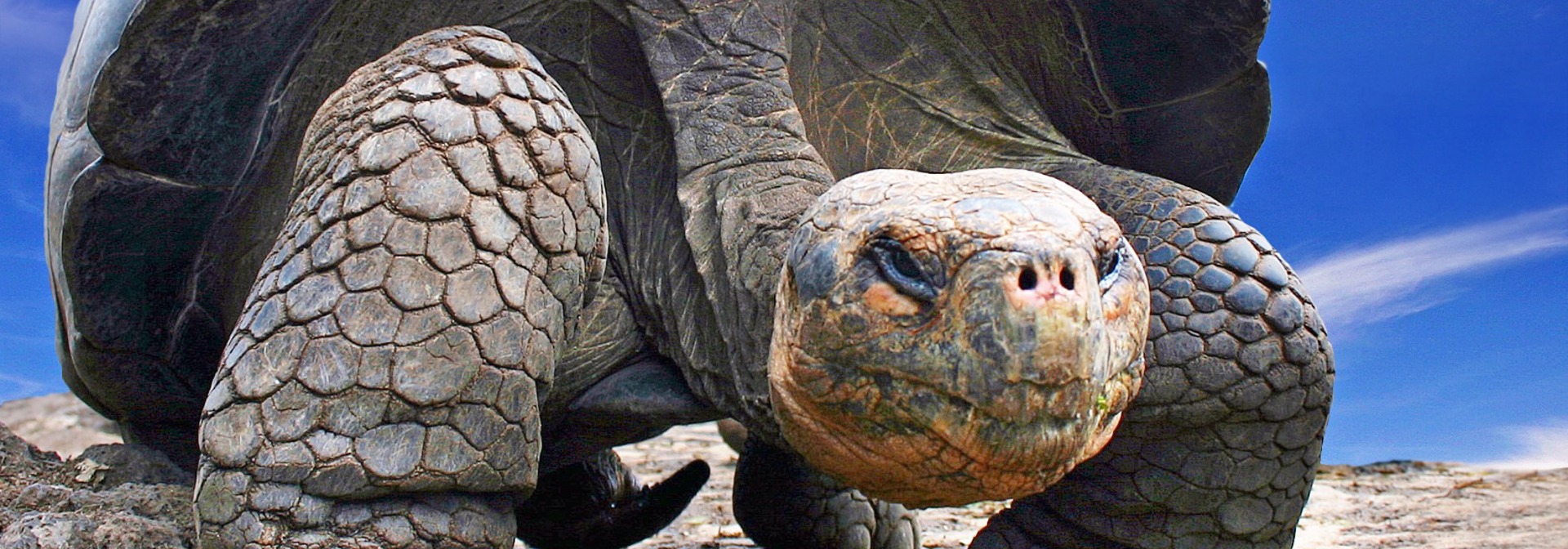 galapagos_skildpadde_06