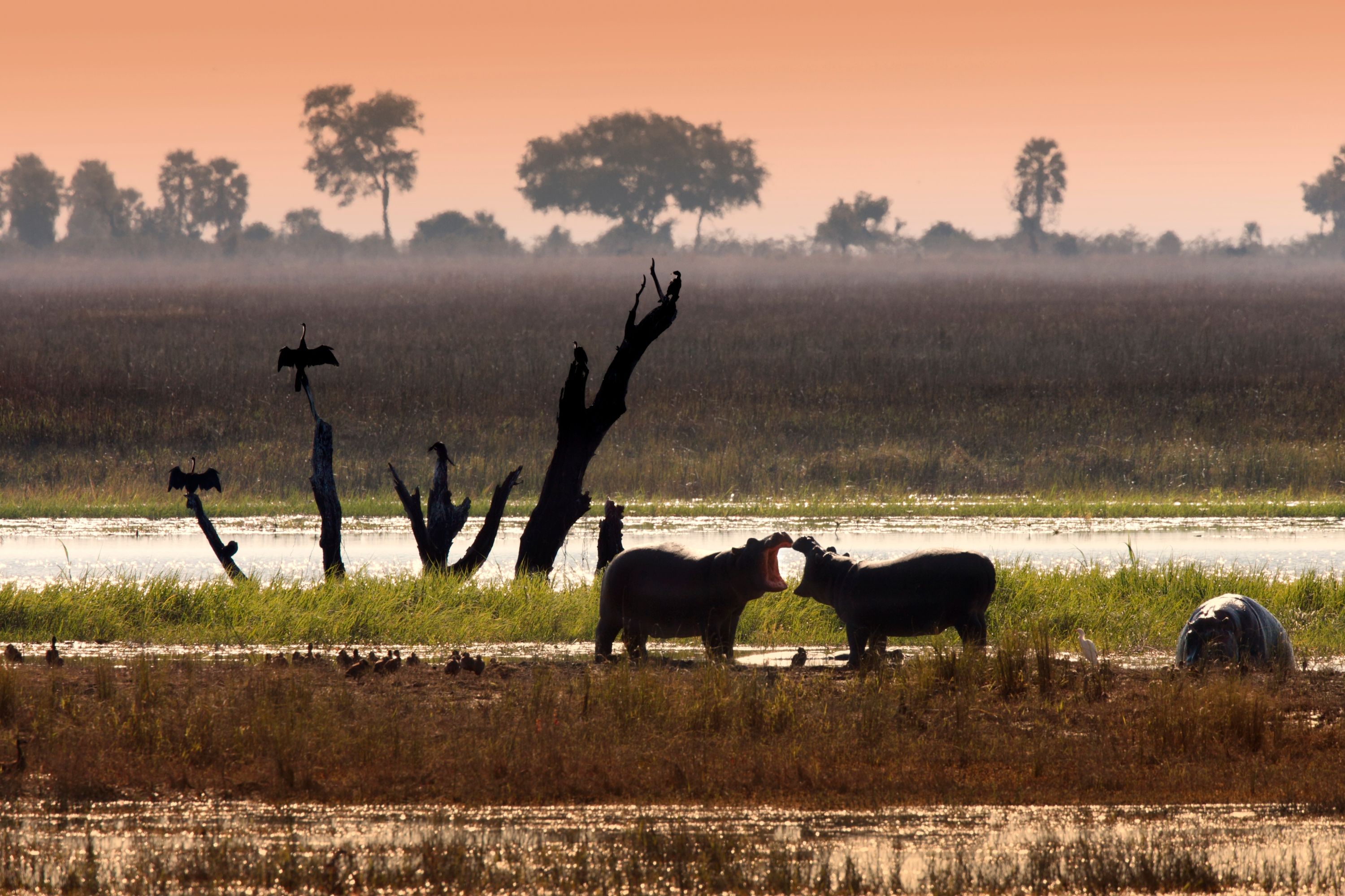 Botswana Chobe Nationalpark Dyreliv Flodheste Chobe Flod