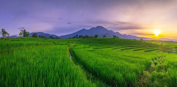 Pupuan Sawah på Bali