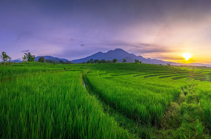 Pupuan Sawah Rismarker GI 2152274415