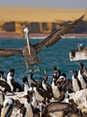 peru - ballesta oeerne_pelikan_04