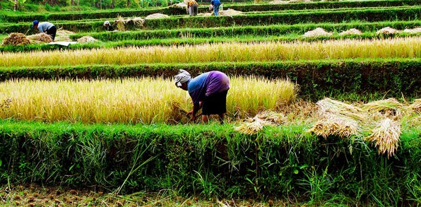 bali - ubud_rismark_09_HF