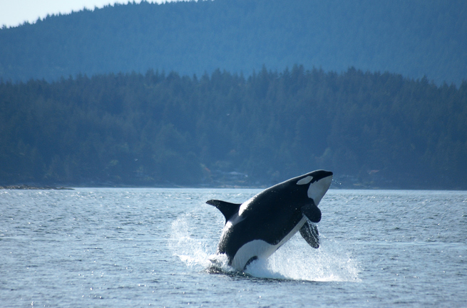 canada - victoria_hval_spring_01