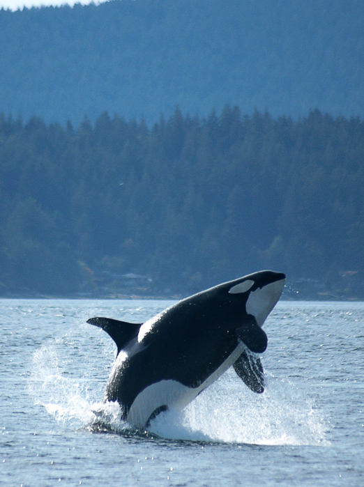 canada - victoria_hval_spring_01